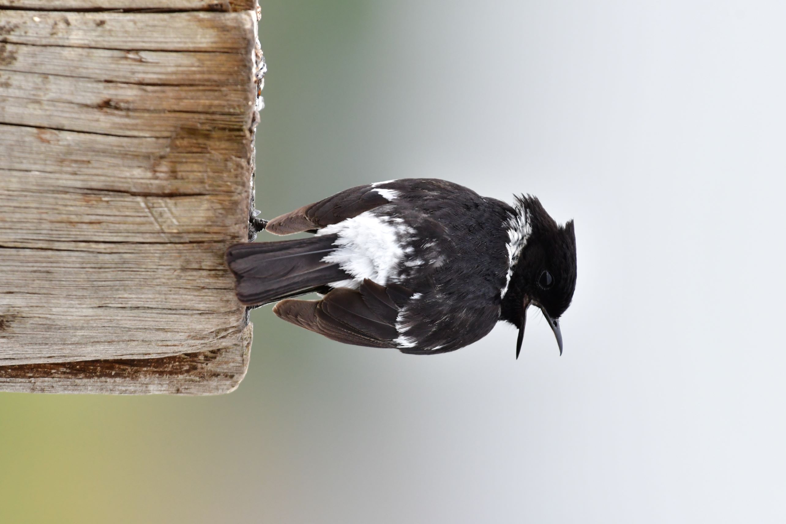 Stonechat Stonechat
