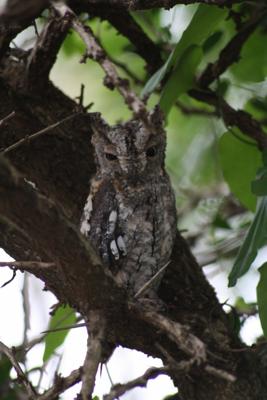 Scops Owl