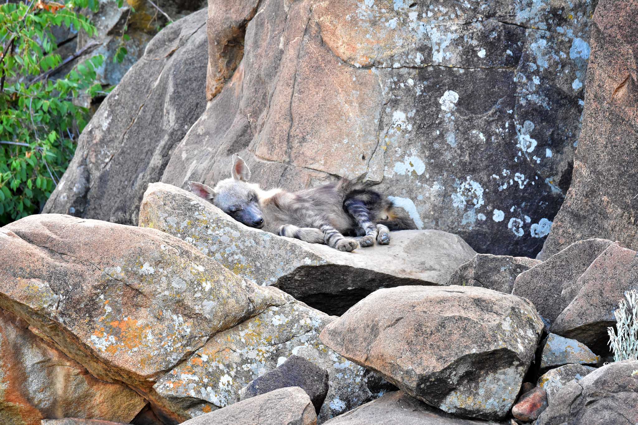 brown hyena sleeping at den in Madikwe