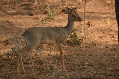 Male antelope