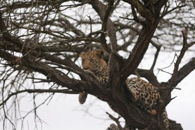 Leopard in a tree at the junction of S28 and H 4-2 