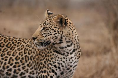 After descending from the tree it came and stared at me right in the face next to the car.