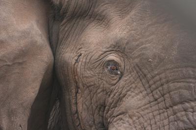 Anj eye to eye contact with an elephant bull.