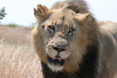What are you looking at, Lion on the road on the H10 and S128 junction.