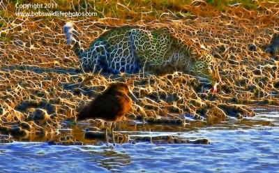 Leopard drinking