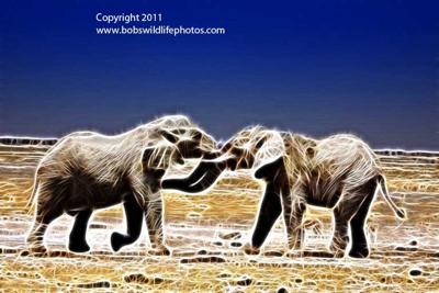 Two elephants jousting