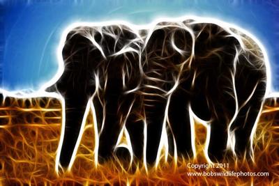 Two elephants side by side