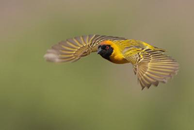 Southern-masked Weaver
