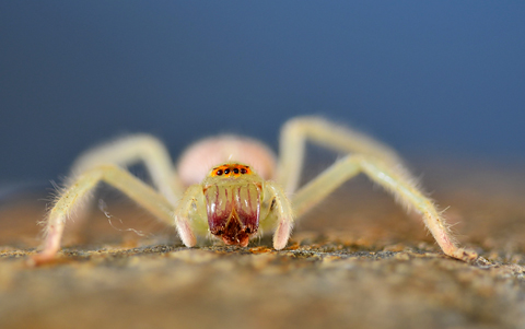 spider at f4 spider at f4