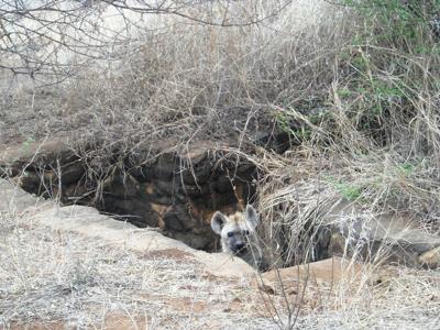 Playing hide and seek near Skukuza entrance