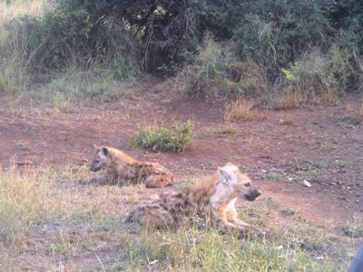 We're still too young to run around!