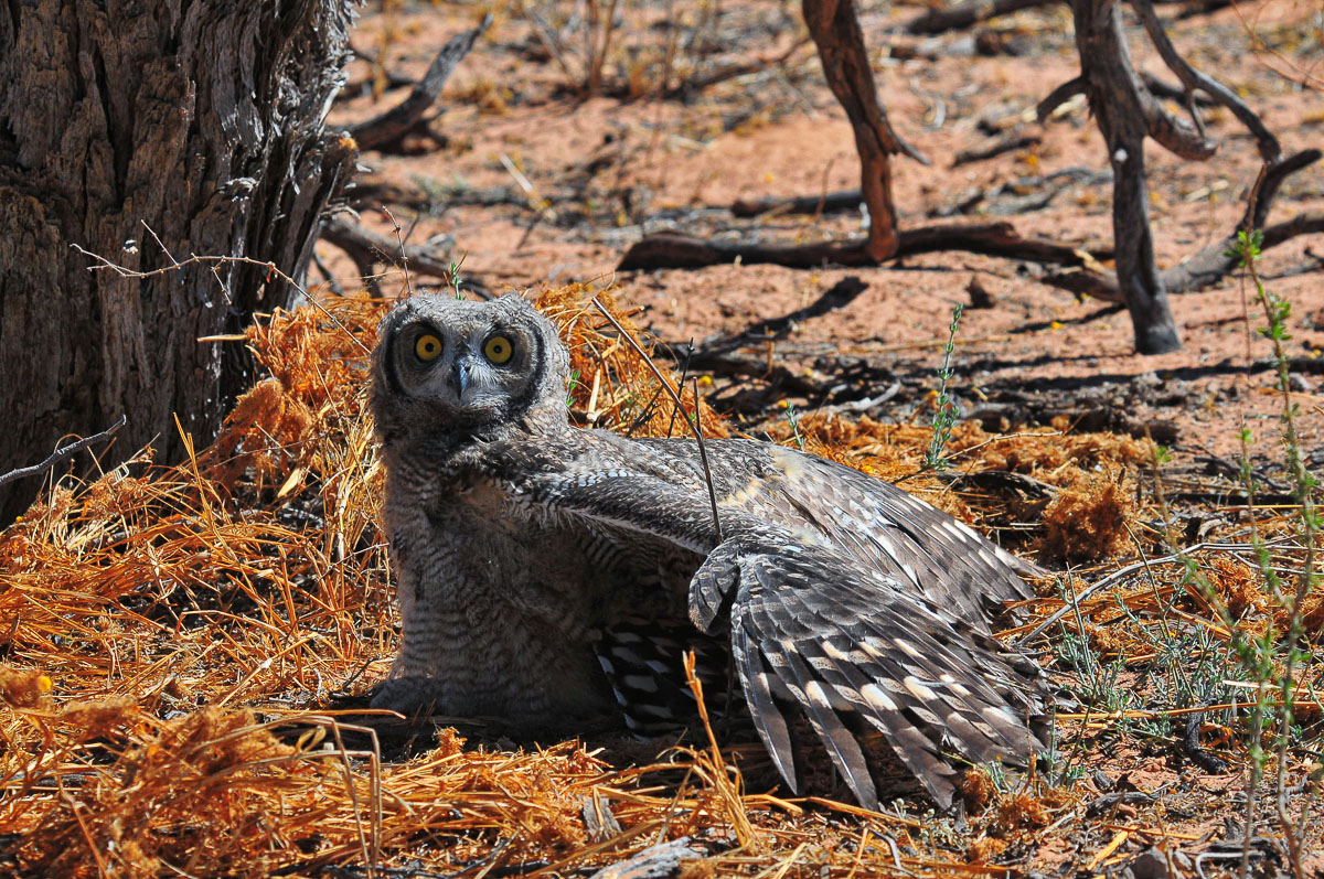 spotted eagle owl chick on the way to KTC