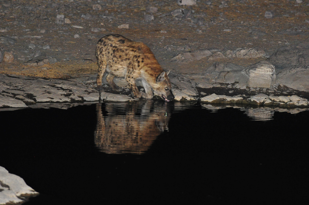 spotted hyena drinking at Halali waterhole