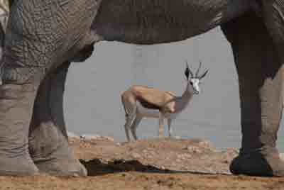 Springbok through elephant at Halali waterhole