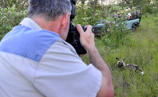 Wild dog on Idube game drive Wild dog on Idube game drive