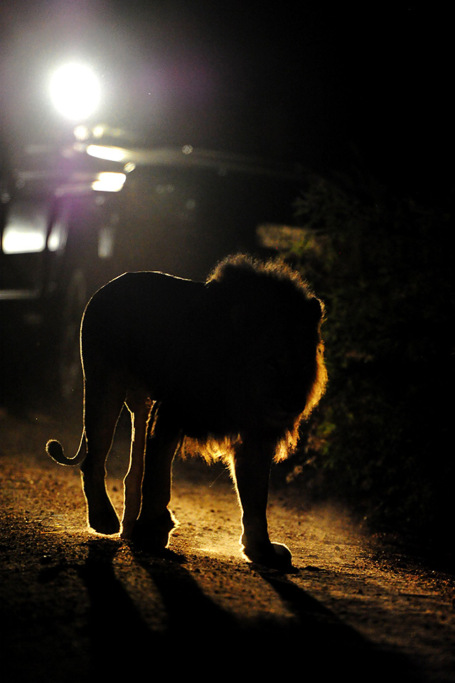 Male lion on night drive at Cheetah Plains lodge Male lion on night drive at Cheetah Plains lodge