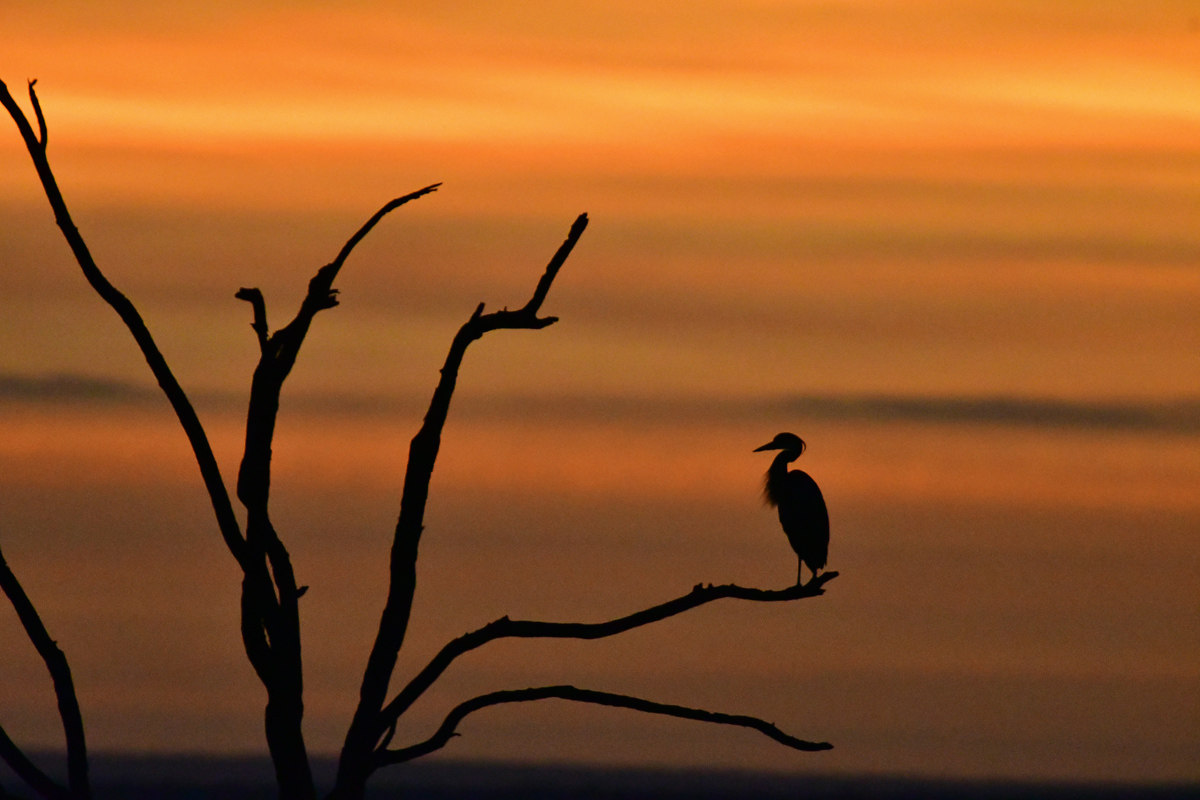 bird silhouette at Tshukudu dam