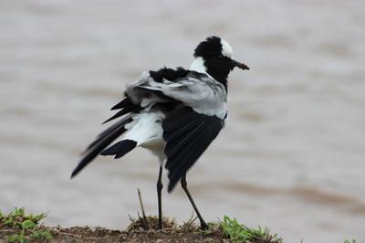 Blacksmith Lapwing having its feathers ruffled by the wind.