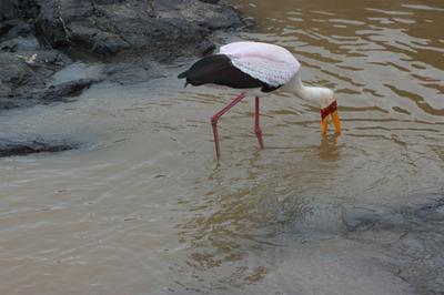 Yellow billed stork sweeping the water.