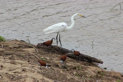 Great Egret and African Jacanas as company.
