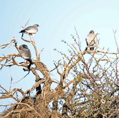 The Subject, Red-footed Falcon, cropped