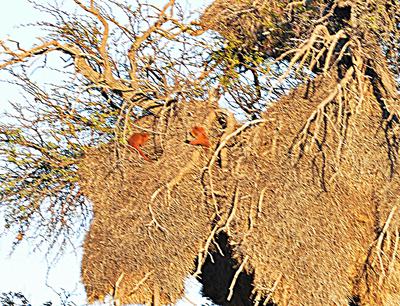 The Surprise, Yellow mongoose, cropped