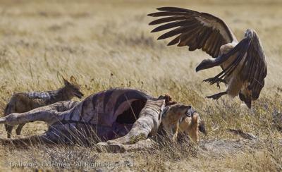 vulture taking on a jackal at a zebra kill 