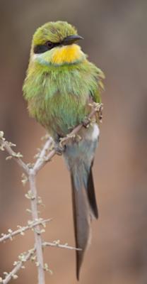 Bee Eater