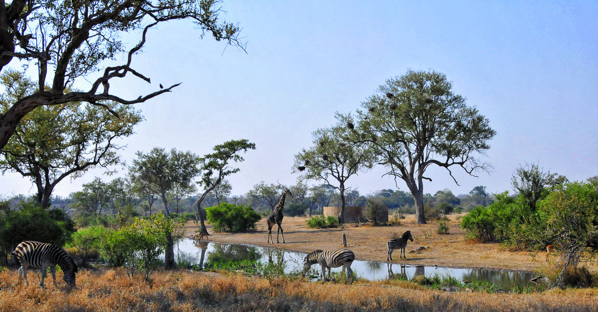 Talamatis floodlit waterhole