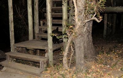 Tamboti's Mascot Badger