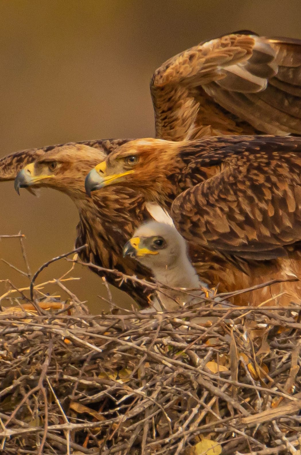 tawny eagle family