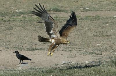 In Full Flight