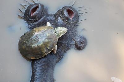 Terrapin on Hippo's head