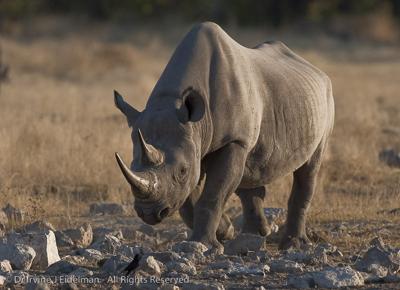 Black Rhino at Goas waterhole, Etosha