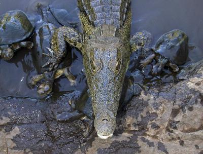 Croc and terrapins waiting