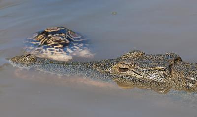 Crocodile with headless leopard tortoise