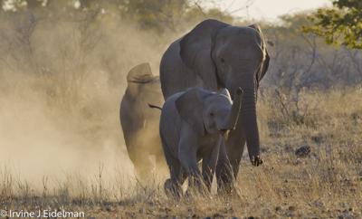 Elephant Dust