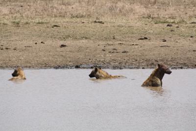 Spotted Hyenas taking a bath