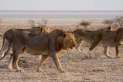 Cubs with pan in background