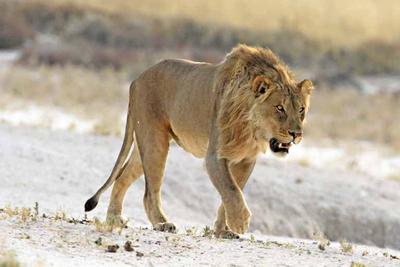 Large nomad lion approaches