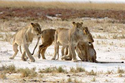 The young male lions leave 