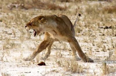 The older lioness stands her ground