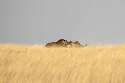 The lioness is trapped