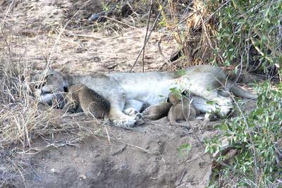 Lion with young cubs feeding 2