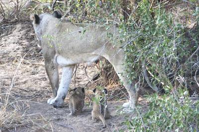 Lion with cubs 3