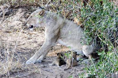 Lion with cubs 4