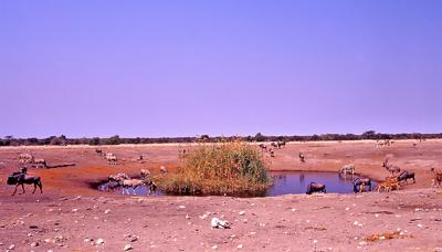  Chudop waterhole full of animals