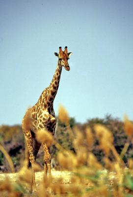 Giraffe at Chudop