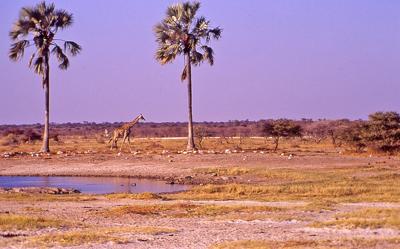 Giraffe at Twee Palms