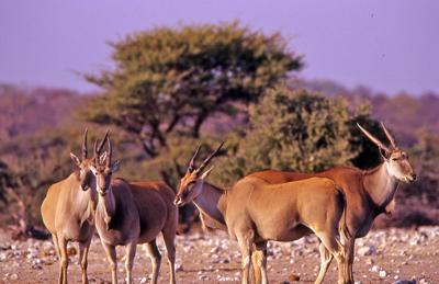Eland at Kalkheuwel waterhole